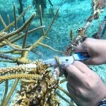 02-Corte de sogas con A. cervicornis